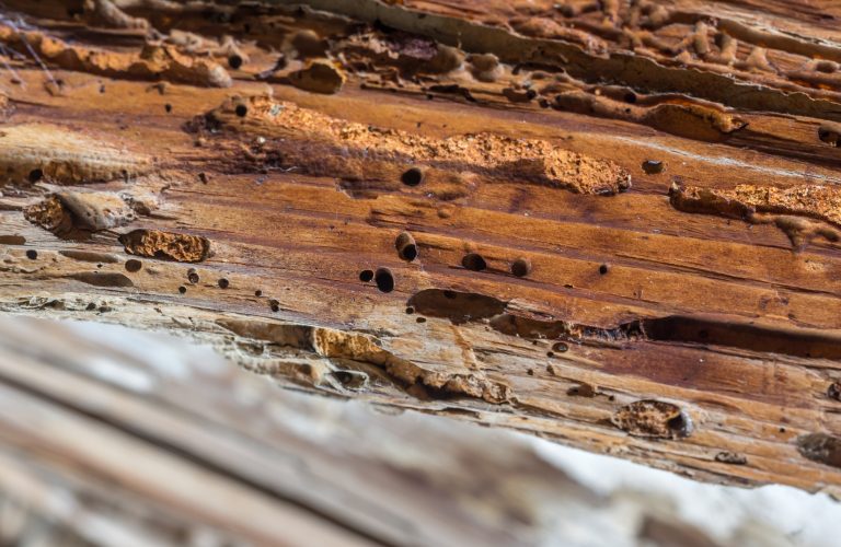 Woodworm treatment