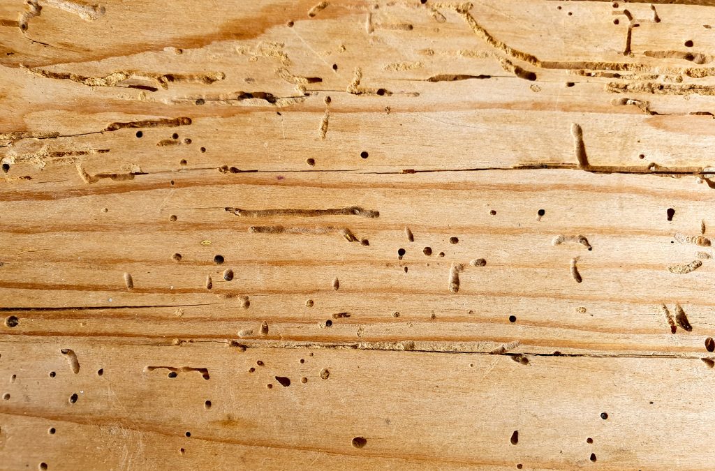 Woodworm treatment Edinburgh