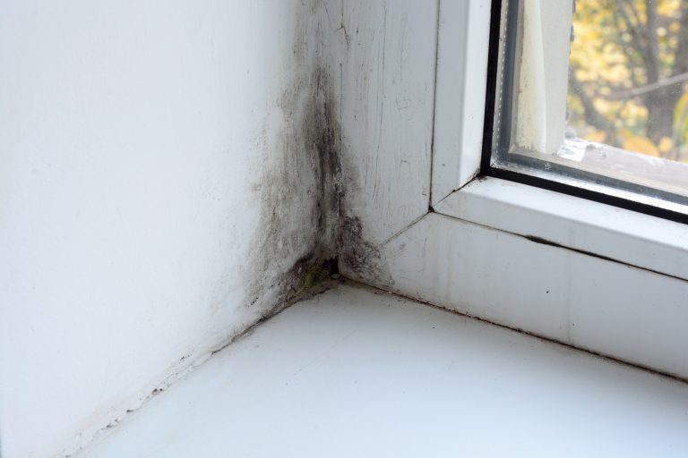 Mould on window
